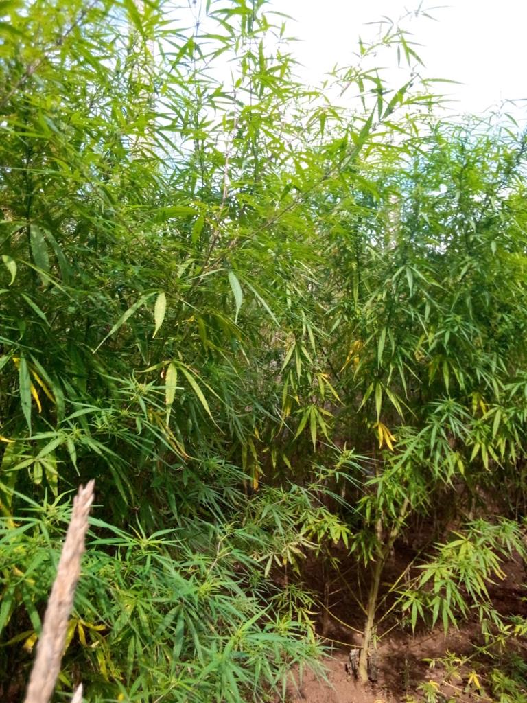 FCT police uncovers Cannabis farm in Abuja, arrest farmer