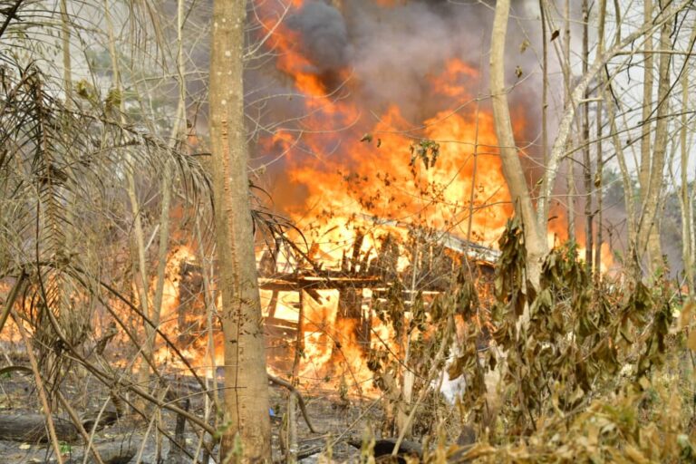 Ahead of polls, NDLEA storms Edo forest, destroys 7,286kgs skunk after gun battle