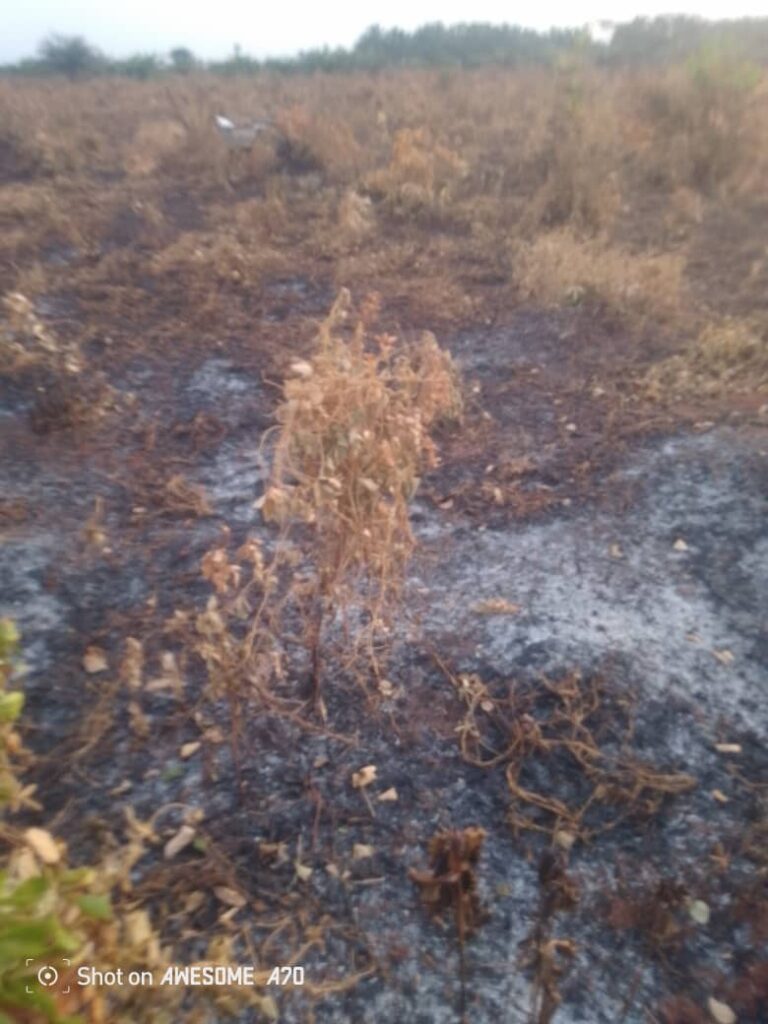 Land Grab At Ubulu-Uku: Thugs Unleash Terror, Destroy 6,000 Palm Trees, 100 Beehives, Threaten To Kill Land Owner